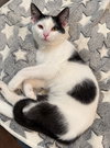 Oreo: Not at the Shelter (Faith) - Photo 22