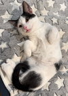 Oreo: Not at the Shelter (Faith) - Photo 23