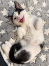 Oreo: Not at the Shelter (Faith) - Photo 1