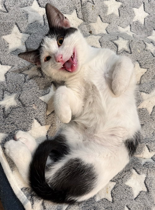 OREO: NOT AT THE SHELTER (FAITH) - Domestic Short Hair available for adoption