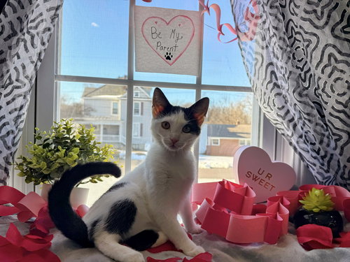 OREO: NOT AT THE SHELTER (FAITH) - Domestic Short Hair available for adoption