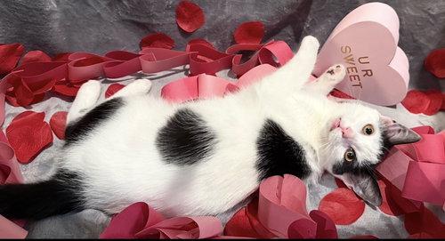 OREO: NOT AT THE SHELTER (FAITH) - Domestic Short Hair available for adoption