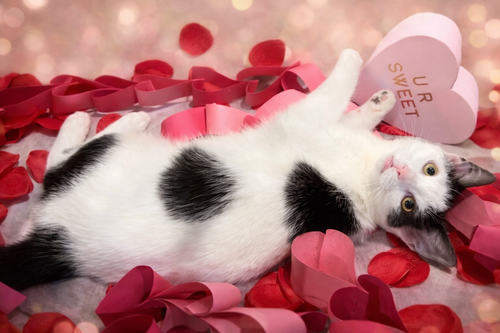 OREO: NOT AT THE SHELTER (FAITH) - Domestic Short Hair available for adoption