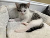 Nutmeg: Not at the Shelter (Faith)