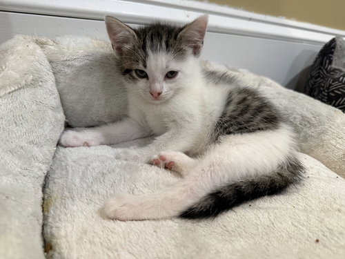 Nutmeg: Not at the Shelter (Faith) Available 11/8