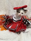 Nutmeg: Not at the Shelter (Faith) Available 11/8