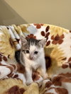 Nutmeg: Not at the Shelter (Faith) Available 11/8