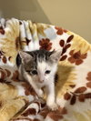 Nutmeg: Not at the Shelter (Faith) Available 11/8