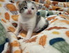 Nutmeg: Not at the Shelter (Faith) Available 11/8