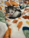 Nutmeg: Not at the Shelter (Faith) Available 11/8
