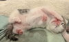 Nutmeg: Not at the Shelter (Faith) Available 11/8