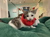 Nutmeg: Not at the Shelter (Faith)