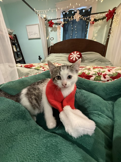 Nutmeg: Not at the Shelter (Faith)