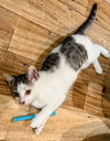 Nutmeg: Not at the Shelter (Faith)