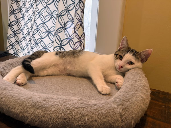 Nutmeg: Not at the Shelter (Faith)