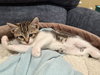 Mocha: Not at the Shelter (Faith) Available 11/8