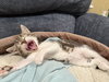 Mocha: Not at the Shelter (Faith) Available 11/8
