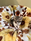 Mocha: Not at the Shelter (Faith) Available 11/8