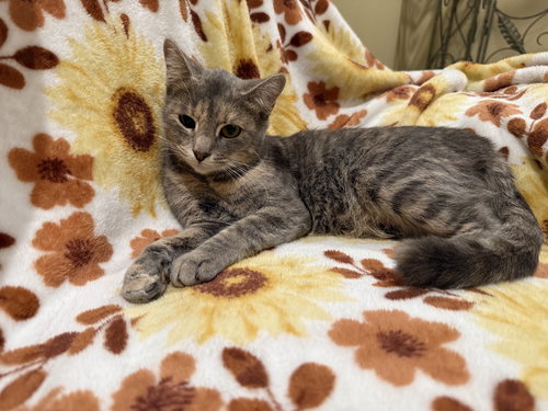 Molly: Not at the Shelter (Faith) Available 11/15