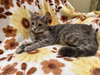 Molly: Not at the Shelter (Faith) Available 11/15