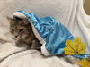 Molly: Not at the Shelter (Faith) Available 11/15