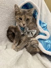 Molly: Not at the Shelter (Faith) Available 11/15
