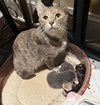 Molly: Not at the Shelter (Faith) Available 11/15