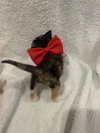 Tori: Not at the Shelter (Faith) Available 11/15