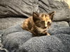Tori: Not at the Shelter (Faith) Available 11/15