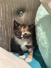 Tori: Not at the Shelter (Faith) Available 11/15