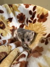 Nova: Not at the Shelter (Faith) Available 11/15