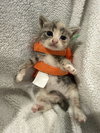 Nova: Not at the Shelter (Faith) Available 11/15