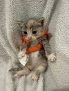 Nova: Not at the Shelter (Faith) Available 11/15