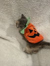 Nova: Not at the Shelter (Faith) Available 11/15