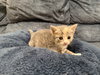 Nova: Not at the Shelter (Faith) Available 11/15