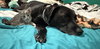 Nova: Not at the Shelter (Faith) Available 11/15