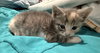 Nova: Not at the Shelter (Faith) Available 11/15