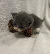 Ash: Not at the Shelter (Faith) Available 11/15