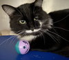 Syrup: At shelter