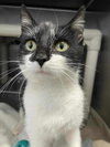 Mintlyn: Visit At Petsmart Lynchburg