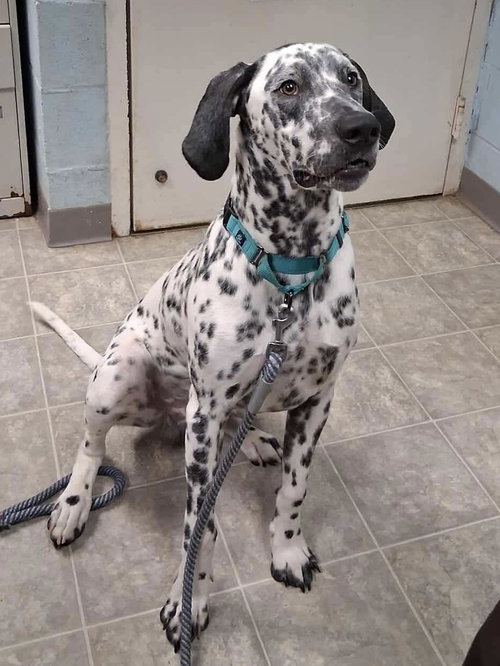 Pinto - At shelter available 11/14