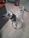 Pinto - At shelter available 11/14