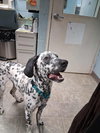 Pinto - At shelter available 11/14