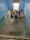 Pinto - At shelter available 11/14