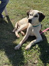 Phantom: at the shelter