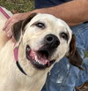 Phantom: at the shelter
