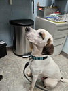 Phantom: Not at the Shelter (Pam)