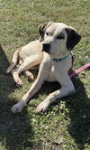 Phantom: Not at the Shelter (Pam)