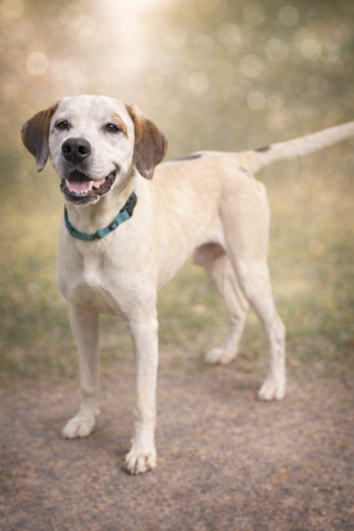 Phantom: Not at the Shelter (Joan)