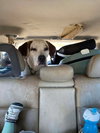 Phantom: Not at the Shelter (Joan)